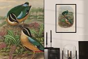 25 Vintage Bird Prints, an Animal Illustration by The Object Atlas (Thumbnail 9 of 9)