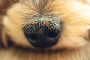 Sweet Little Dog Nose Closeup, an Animal Photo by René Jordaan Photography