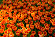 Vibrant Red Tulips in Full Bloom, a Nature Photo by Silent Nature (Thumbnail 3 of 4)