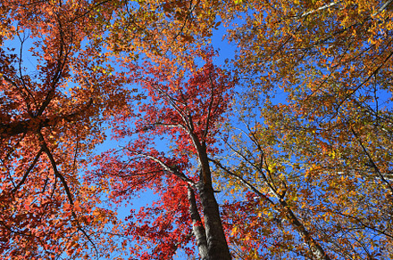 Oak trees with vivid autumn leaves