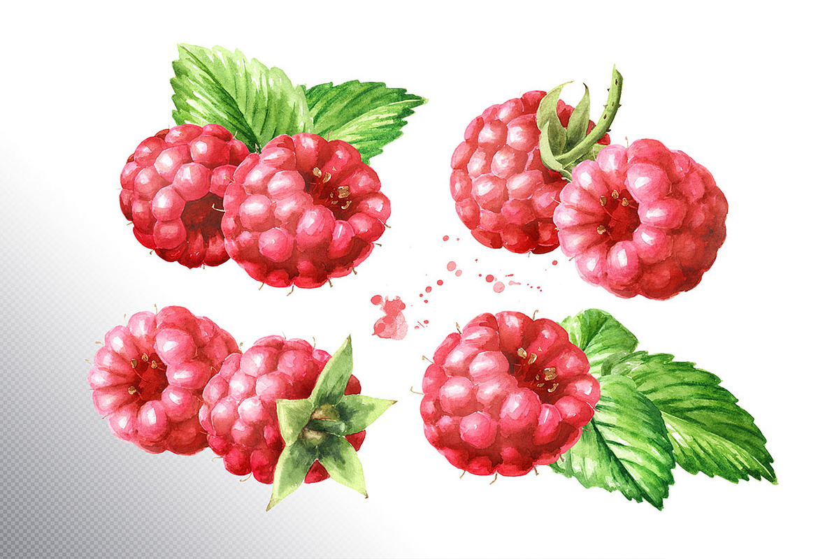 Summer Raspberries. Watercolor set, a Food Illustration by Daria Ustiugova (Photo 5 of 26)