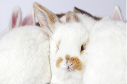 rabbits huddled closely together, an Animal Photo by Pakosta