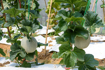 Melon Pot Orange farm field in Thailand, a Nature Photo by yongkiet jitwattanatam