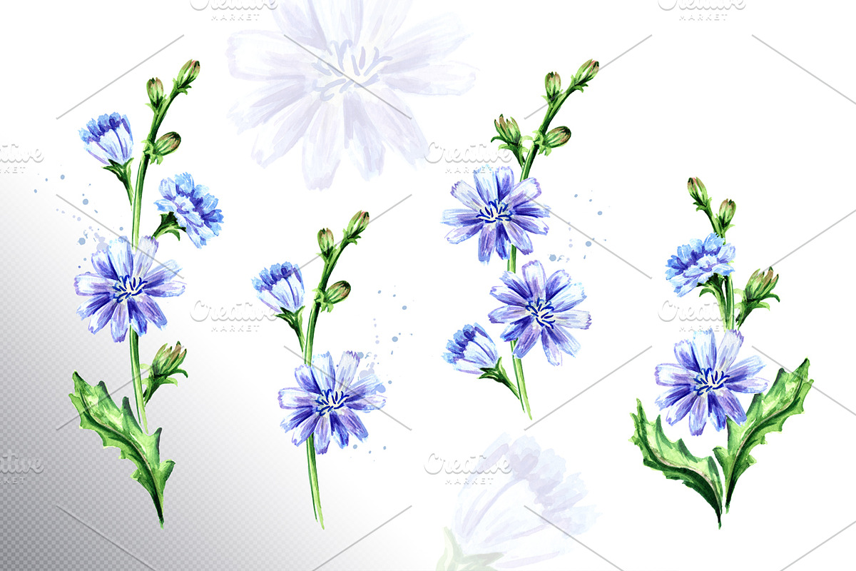 Chicory. Watercolor collection, a Food Illustration by Daria Ustiugova (Photo 4 of 9)