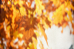 Rainy glass and yellow autumn leaves, a Nature Photo by hitdelight