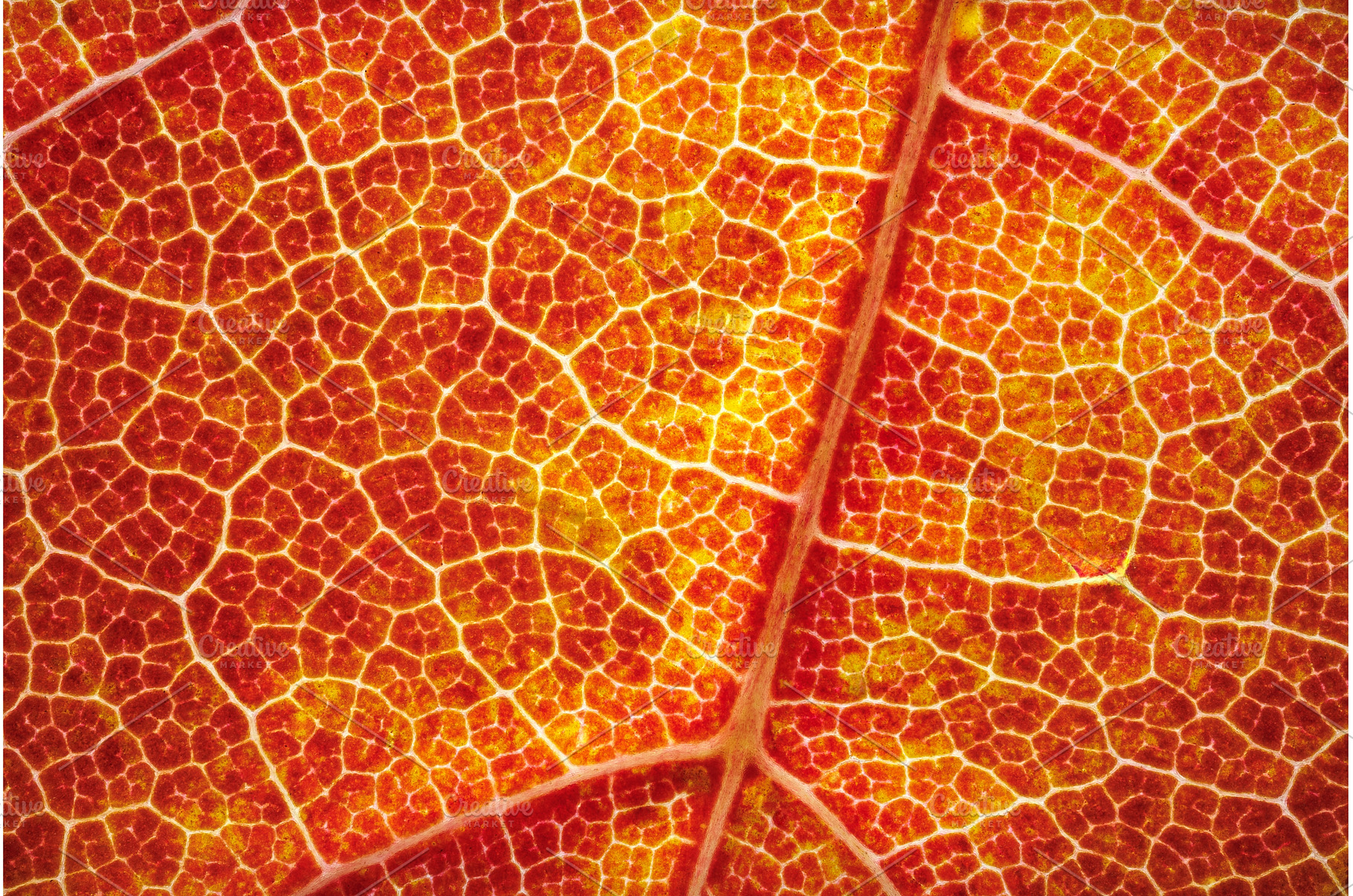 A Stunning and Vibrant Closeup of, a Nature Photo by Lukas Jonaitis SHOP