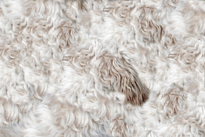 Dog's fur