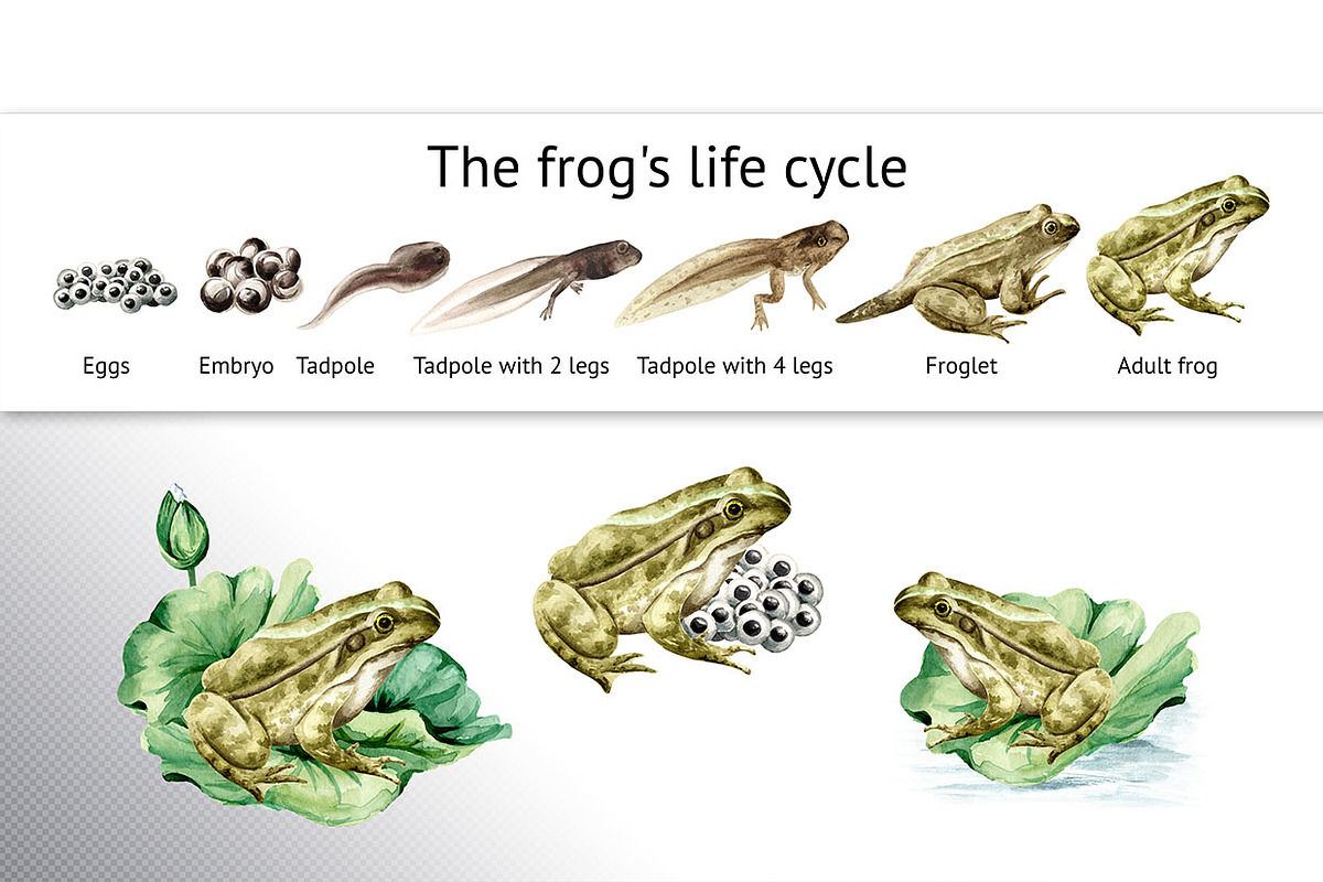 Frog Life Cycle, an Animal Illustration by Daria Ustiugova (Photo 6 of 6)