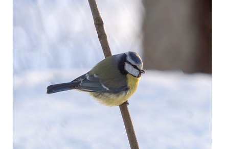 Eurasian blue tit or Cyanistes, an Animal Photo by Fascinadora
