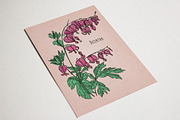 Dicentra with gorgeous flowers, a Decorative Illustration by Good Studio (Thumbnail 5 of 5)