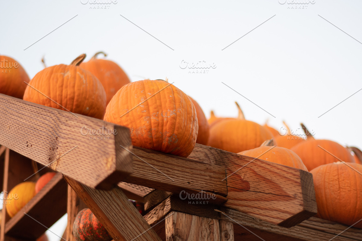 Fall Pumpkin Stock Bundle, a Holiday Photo by r.r.palacios (Photo 14 of 15)