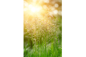 Natural abstract sunny background, an Abstract Photo by Nature and travel