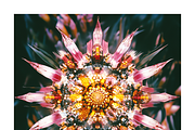 Muit Co · Retro Fruit Mandalas, a Food Illustration by milatovar (Thumbnail 22 of 22)
