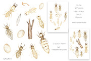 Watercolor Life Cycle Collection, an Education Illustration by MayaNavits (Thumbnail 5 of 15)