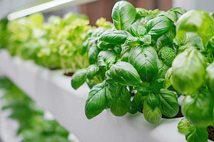 Vertical garden showcases healthy rows of vibrant basil in a modern indoor sett, a Food & Drink Photo by AlyaAnd