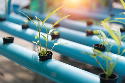 Vegetables Hydroponics farming in farmland background. Organic f, an Industrial Photo by Ministocker