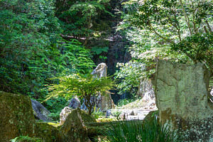 Lush forest scenery at Mitaki-Dera temple in Hiroshima, Japan, a Nature Photo by GoodGoods