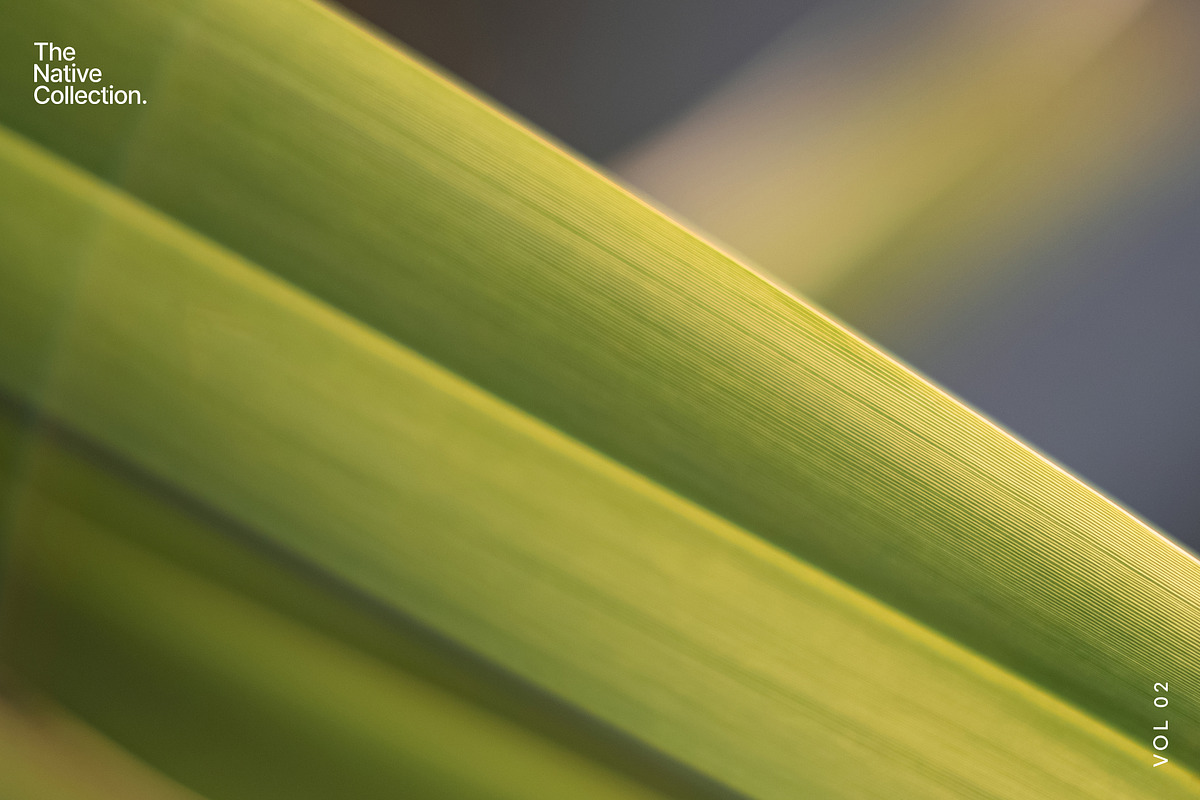Natural textures - Green edition v02, a Texture Graphic by Haehae photography (Photo 4 of 7)