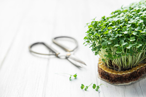 Microgreens growing on white table with scissors, a Food & Drink Photo by Olena Rudo