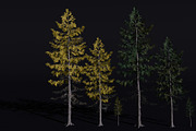 The European Larch Tree, a Plants & Tree 3D Model by FuturePastCreatives (Thumbnail 1 of 9)