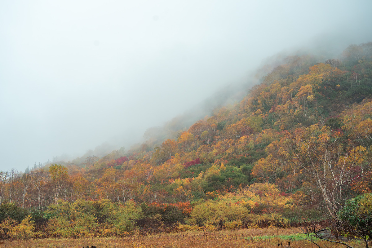 Japan Alpine Autumn & Winter Frost, a Nature Photo by Silent Nature (Photo 3 of 6)