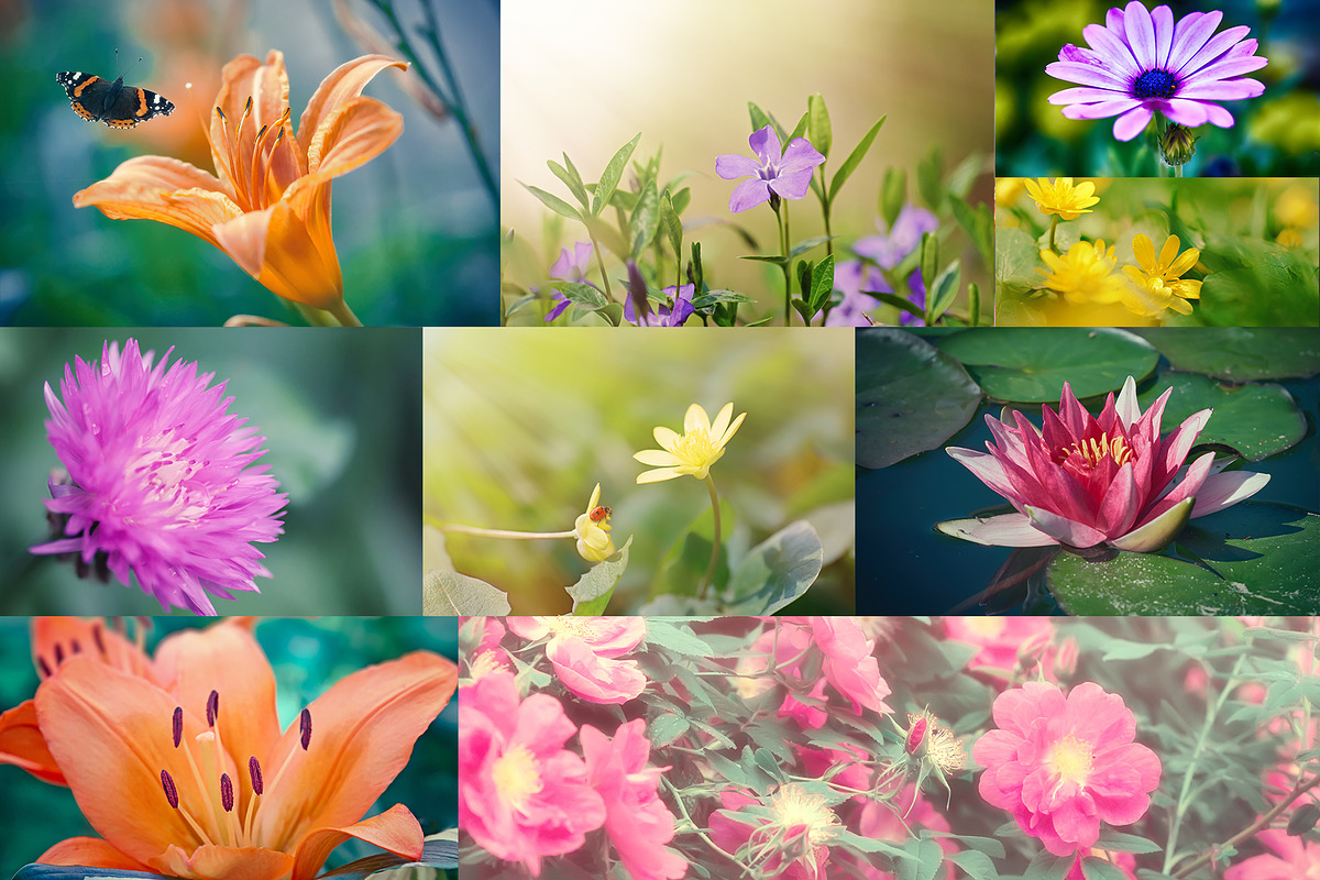 Flower collection 100 photos, a Nature Photo by Vladimir Kazimirov (Photo 9 of 14)