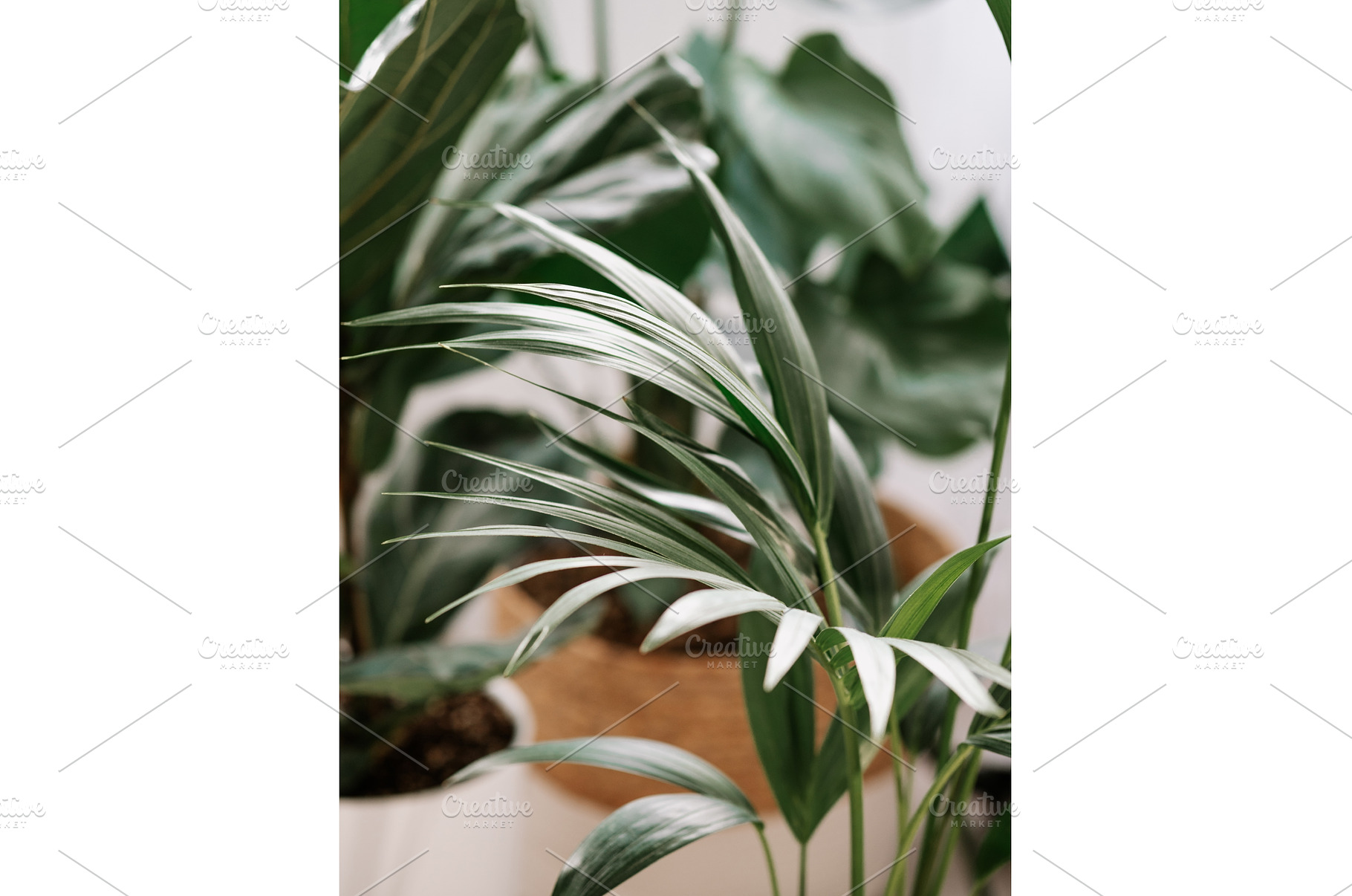 House plants. Urban jungle concepts, a Nature Photo by Fascinadora