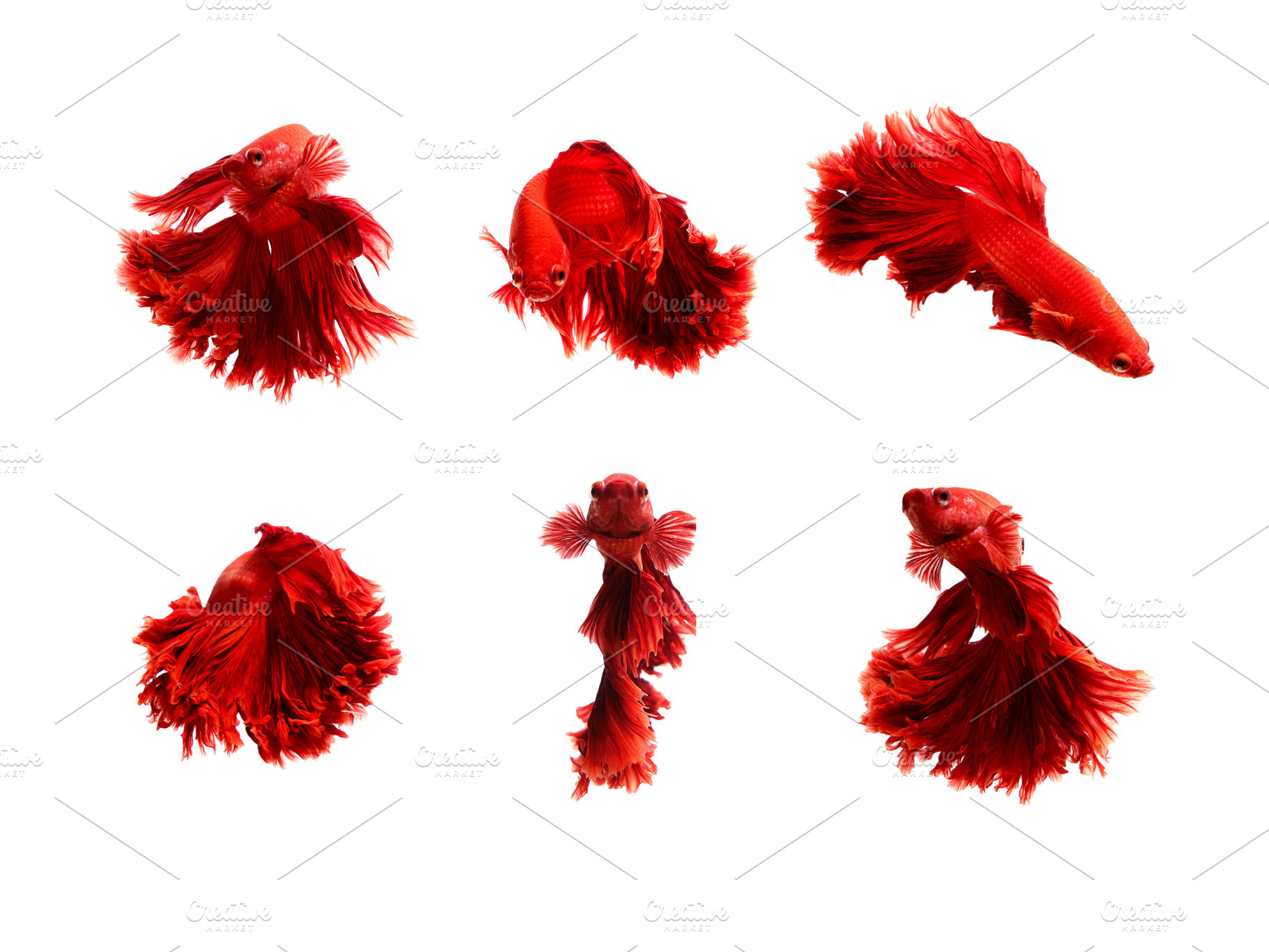 Red  color of siamese fighting fish featuring colors, half moon, and koi, an Animal Photo by coffeelover