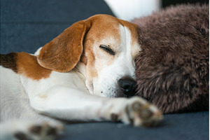 Close Up Profile of Beagle Dog