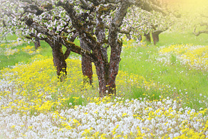 Spring blossom background