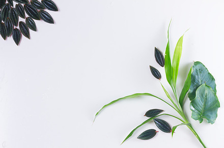 Fresh green leaves featuring flowers, nature, and spring, a Nature Photo by Neirfy