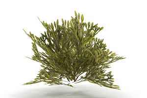 Egg Wrack Seaweed V2