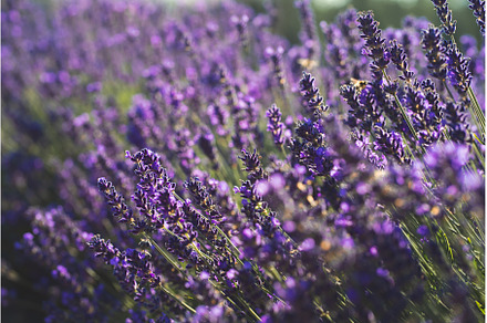 Lavender bush in backlight during, a Nature Photo by VictorGrow