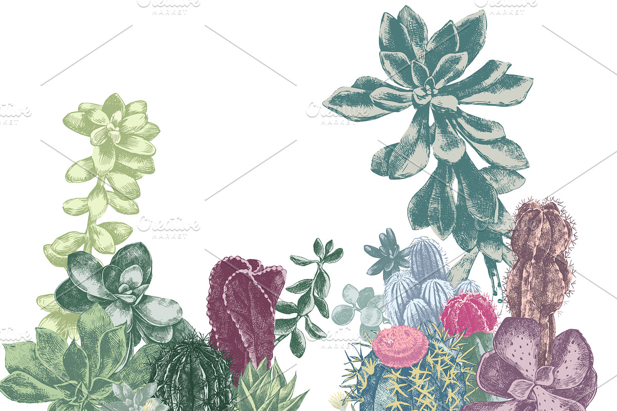 Cactuses and succulents collection, a Decorative Illustration by handsketched (Photo 5 of 7)