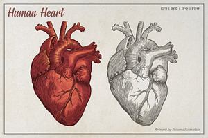 Vintage Human Heart Illustration, an Education Illustration by Kusumaillustration