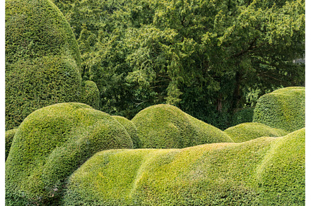 Unusual curvy topiary of yew bushes, an Architecture Photo by Backyard Stock