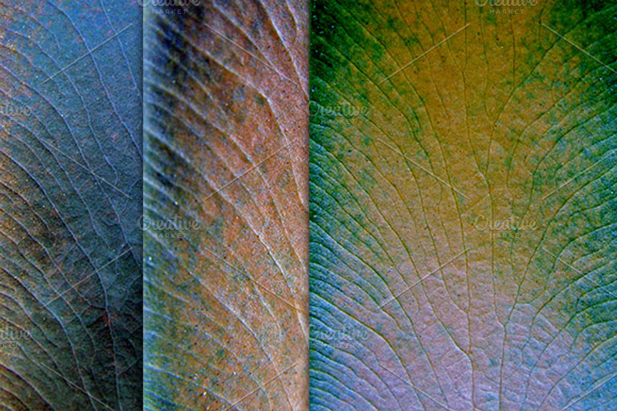 Leaf Texture