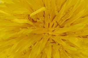 A vibrant macro shot of the center of a yellow dandelion flower, a Nature Photo by ndanko