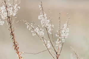 White Soft Delicate Plants