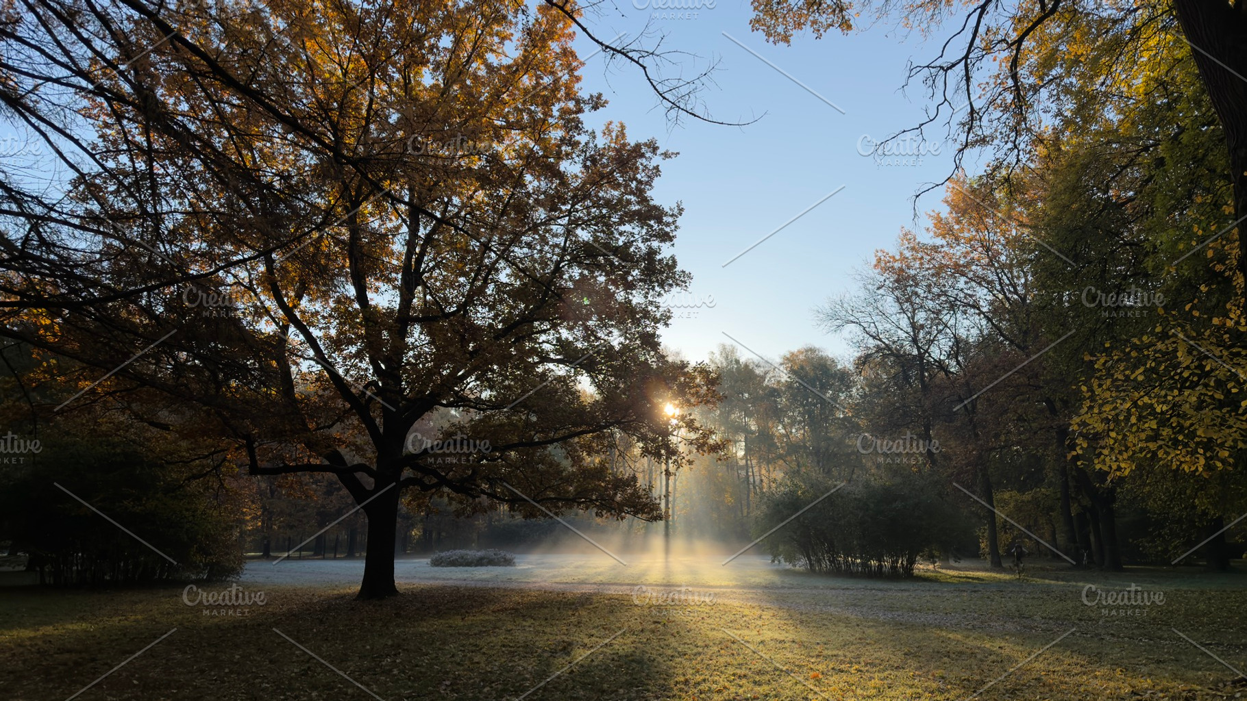 A serene autumn park scene with sunlight filtering through trees, mist rising f, a Nature Photo by Textures & Backgrounds