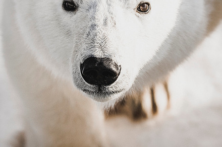 Baby polar bear