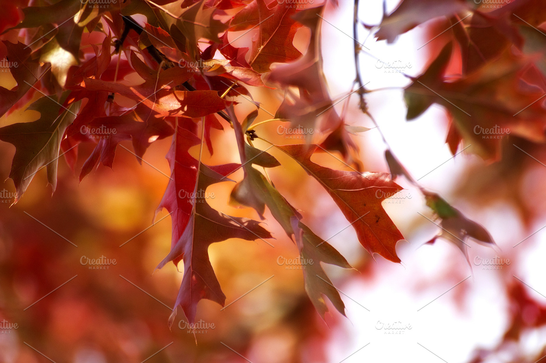 Autumn Season Leaves Background