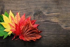 Maple leaf resting on a wooden board, symbolizing calmness, nost, a Photo by salmon.black