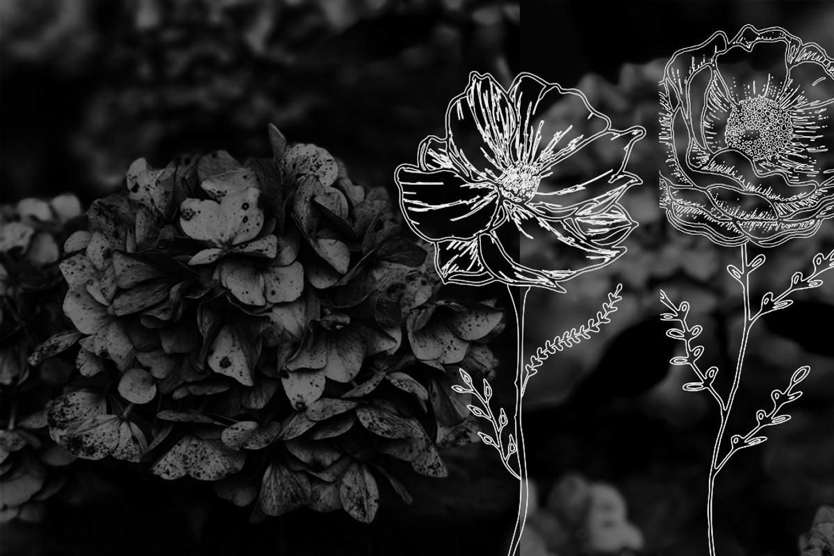 Minimalistic Floral Illustrations, a Decorative Illustration by Chimerique (Photo 5 of 9)