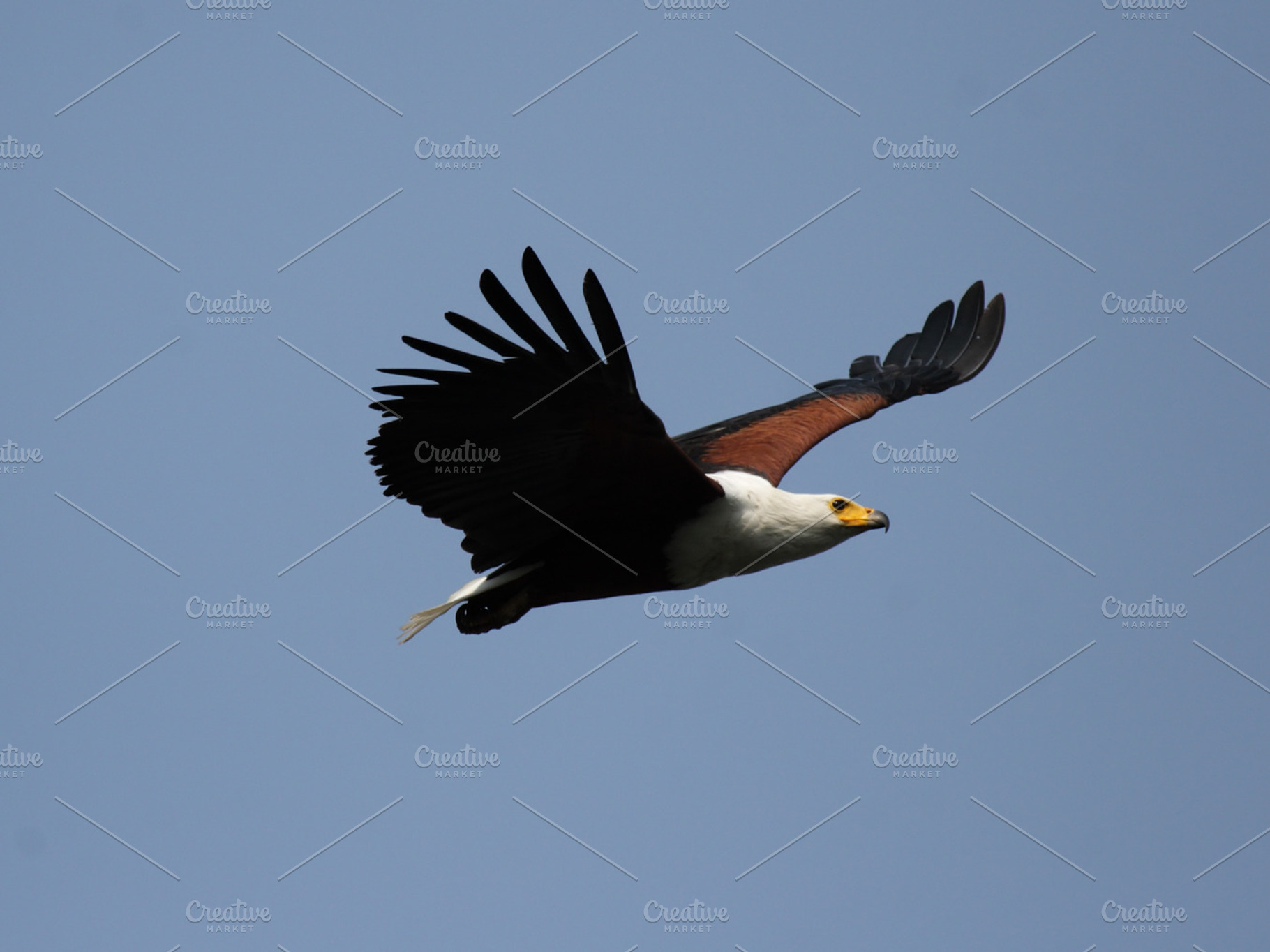 African Fish Eagle Containing Botswana Haliaeetus Vocifer And Okavango