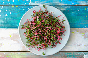 Fresh red radish microgreens on a white plate. Healthy sprout plant ingredient, a Food & Drink Photo by Eugene_Photo
