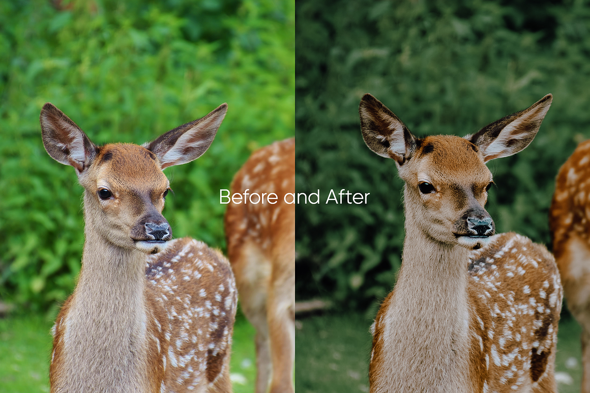 10 Evergreen Lightroom Presets, a Preset Add-On by Oak Digital Studios (Photo 9 of 10)