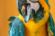 236 surprised animals, an Animal Photo by Handmadefont (Thumbnail 226 of 241)