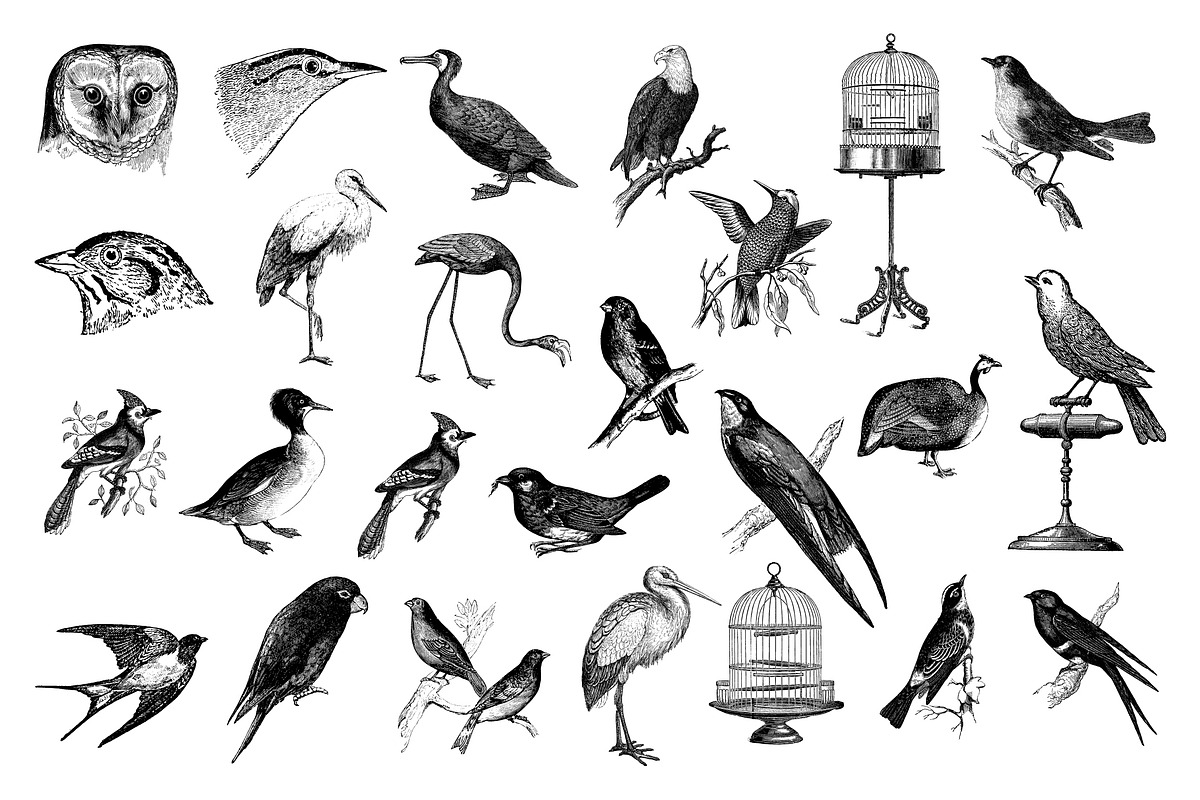 Birds Vintage Vector Illustrations, an Illustration by hypegraphic (Photo 2 of 4)