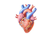 Human Organs Illustration Set, a Healthcare Illustration by Anna Repp Illustration (Thumbnail 4 of 14)